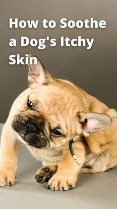 How to Soothe a Dog's Itchy Skin, itchy French Bulldog How To Help Dogs With Itchy Skin, Dogs Itchy Skin Remedy Itch Relief, Dog Itching Remedies, Itchy Dog Skin, Itchy Skin Remedy, Pitbull Training, Pup Treats, Dog Skin Allergies, Itchy Dog