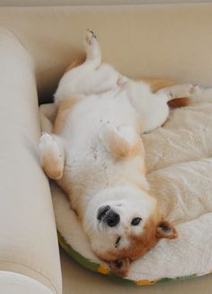 a dog laying on its back on top of a couch with it's paws in the air