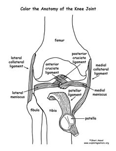 Joints And Ligaments Anatomy, Human Anatomy Coloring Pages, Anatomy Coloring Pages, Anatomy Diagrams, Learn Anatomy, Hip Anatomy, Joints Anatomy, Anatomy Coloring, Anatomy Coloring Book