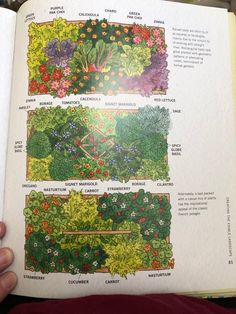 an open book showing different types of plants