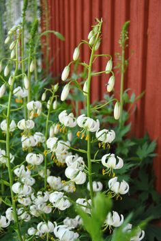 white flowers in front of a red wall and green plants behind it with long stems