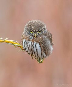 an owl is perched on a twig