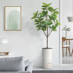 a potted plant in a living room next to a couch