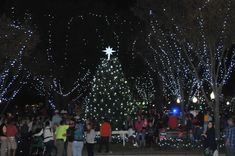 Summerville Christmas Tree Lighting 2024 Anny Malina Charleston Christmas, Tree Lighting, Christmas Tree Lighting, Lighting Collections, Charleston, Christmas Tree