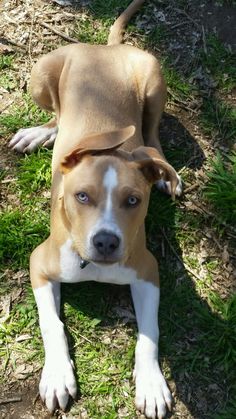 a brown and white dog laying in the grass