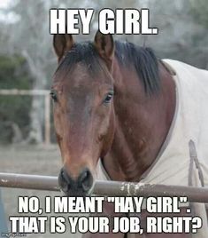 a brown horse standing next to a fence with the caption hey girl no, i mean'hay girl that is your job, right?