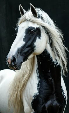 a black and white horse with long blonde hair standing in front of a black background