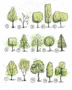 trees are shown in different stages of growth