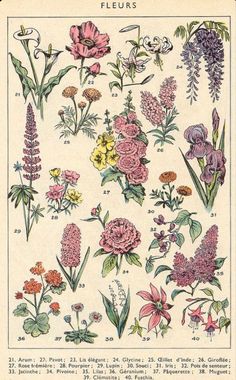 various flowers and plants are shown in this antique print from the early 1900's