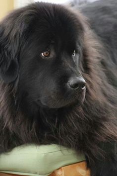 a large black dog laying on top of a cushion