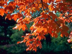 an orange tree with lots of leaves in the foreground and trees in the background