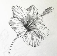 a pencil drawing of a flower on a white paper with black and white inks