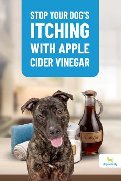 a dog sitting on top of a table next to an apple cider vinegar bottle