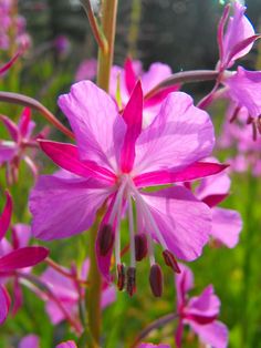 pink flowers are blooming in the grass