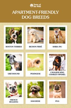 the different breeds of dogs are featured in this poster, which includes pictures of them