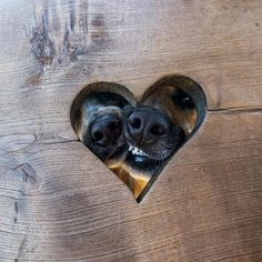 a dog sticking its head out of a heart shaped hole