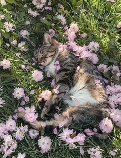 a cat laying in the grass surrounded by pink flowers