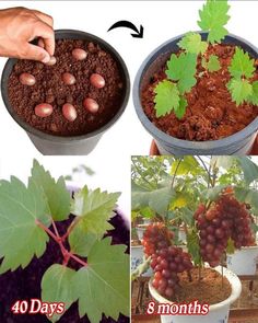 four pictures showing different stages of growing grapes from seed to plant, and then starting in the ground