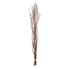 dried twigs on a white background for decoration or as a centerpiece in the home