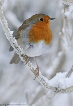 a small bird perched on top of a tree branch covered in snow and ice crystals