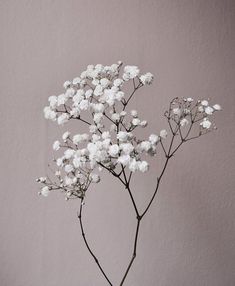 small white flowers are in a vase on a table next to a gray wall,