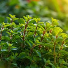 small green plants growing in the sunlight