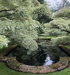 a pond in the middle of a lush green park