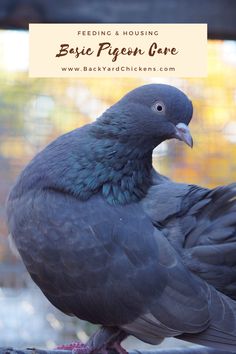 a pigeon sitting on top of a table with the words feeding & housing basic pigeon care