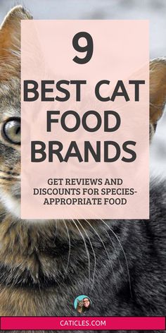 a cat with the title 9 best cat food brands