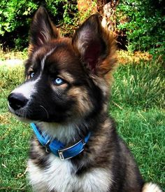 a brown and black dog sitting on top of a lush green field