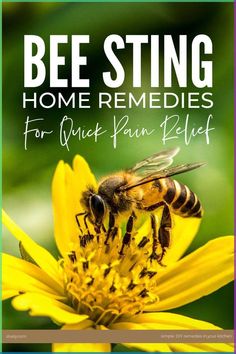 Quick home remedies for bee stings using kitchen cupboard ingredients that give pain relief fast. #beestings #beestingremedy #homeremedies Bee Sting Remedies, Bee Sting Relief, Wasp Sting Remedy, Remedies For Bee Stings, Bite Relief, Wasp Stings, Spider Bites, Bees And Wasps, Bee Sting