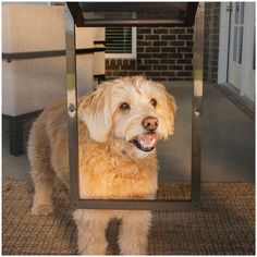 a dog is standing in front of a mirror