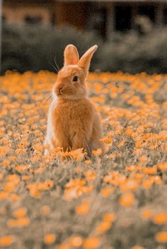 a rabbit sitting in the middle of a field of flowers