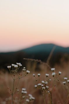 some white flowers in the middle of a field with mountains in the background at sunset