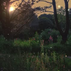 the sun shines brightly through the trees and flowers in the forest at night time