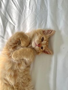 an orange kitten laying on its back with it's paw up to the camera