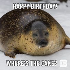 a seal sitting on top of snow covered ground with the caption happy birthday where's the cake?