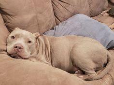 a brown dog laying on top of a couch next to a blue pillow in a living room