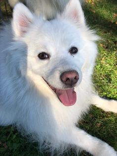 a white dog laying in the grass with its tongue out and it's eyes open