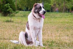 a dog sitting in the grass with its tongue out