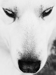 a close up of a dog's face with the words ghost mom rising written on it