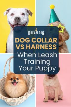 dogs wearing party hats with the title dog collar vs harnesses when leash training your puppy