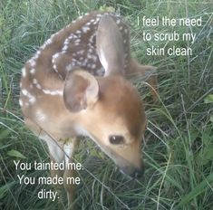 a baby deer is standing in the grass