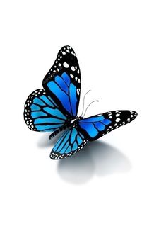 a blue butterfly flying in the air with its wings spread out and it's shadow on