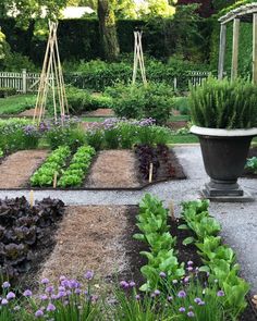 a garden filled with lots of different types of plants