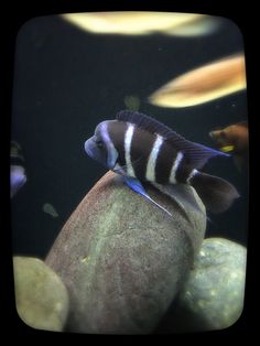 a fish that is sitting on top of a rock in an aquarium with other fish around it