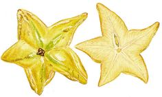 two yellow flowers are shown on a white background, one is cut in half and the other has been drawn with colored pencils