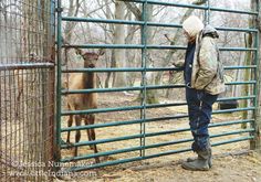 a man standing next to a deer behind a fence