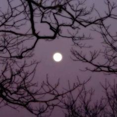 the moon is seen through the branches of trees