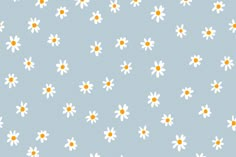 white and yellow daisies on a blue background